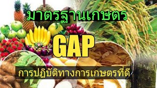 มาตรฐานเกษตร GAP