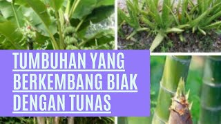 5 Tumbuhan yang Berkembang Biak dengan Tunas