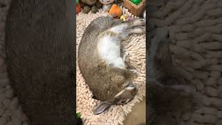 今日も、ごろん寝❣️🐇🐰😴😪