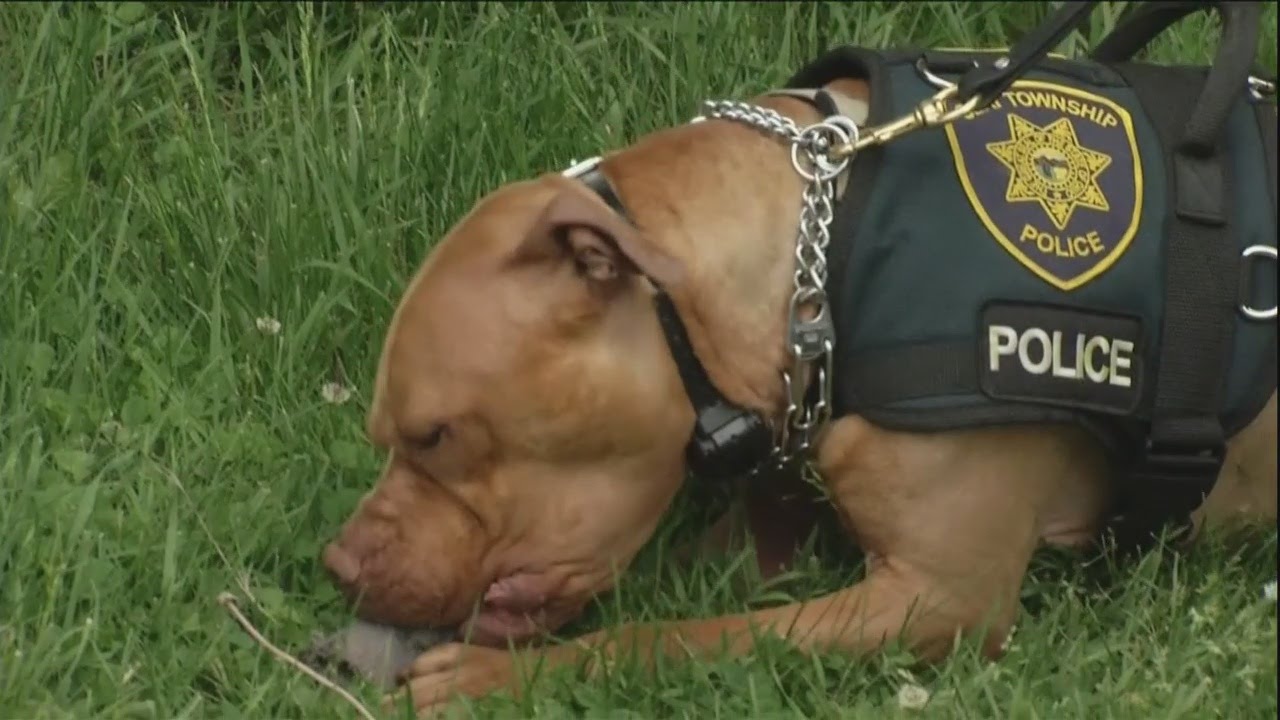 Meet Leonard: Ohio’s First Pit Bull Police Officer - YouTube