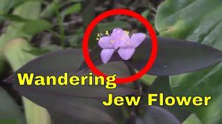 Wandering Jew Purple Heart Flower Garden Landscape Plant Tradescantia pallida secretia queen