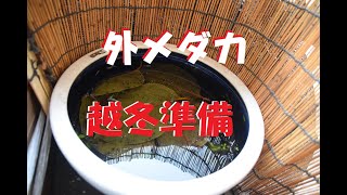 【メダカの越冬】柿の葉で越冬準備