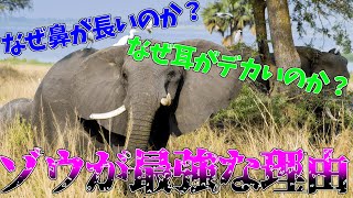 【動物紹介】「ゾウ」の大きな耳と長い鼻とすげえ足の裏の話【あいうえお動物園】