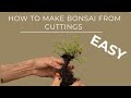 How to Make Bonsai From Cuttings - Easy