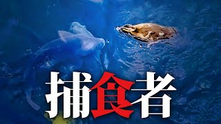 0608C⑦【雛も捕食者】カルガモ親子ツバメ。鯉とヒナの反応。生まれた瞬間から自力で食べられる鴨と親なしで生きられない燕【野鳥撮影の日記と観察、解説】ヒナ混ぜ大家族