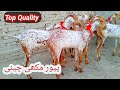 Pure makhi chini Bakriyan Top Quality of Pakistan 03156703674 Khan G Goat Farm