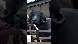 22 જુલાઈ, 2024#baffalo #animallover #ગીર #india #minivlog #viral #vlog #ભેંસ #funny #shortfeed