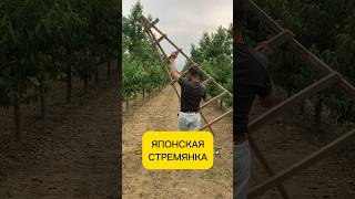 ЛУЧШАЯ САДОВАЯ СТРЕМЯНКА! Идеальна для садовых и домашних работ!