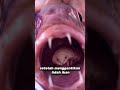 Parasit Pemakan Lidah: Kisah Unik Cymothoa Exigua #youtubeshorts #shorts #short