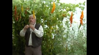 PLANTES COMESTIBLES ÉTONNANTES DU POTAGER EXTRAORDINAIRE