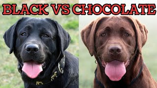 Black Labrador vs Chocolate Labrador - The SURPRISING Differences