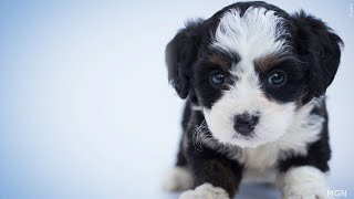 KY3 Digital Extra: Missouri lawmakers hope to change state's dog-breeding reputation