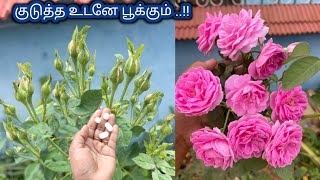 என்னுடைய பன்னீர் ரோஜா செடி ரகசிய டிப்ஸ்.. My secret tips to get more panneer roses in my garden