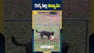 కుక్క పిల్లిల విన్యాసం #funnyanimals #funnyshorts #funnyvideo #idendiramaccha