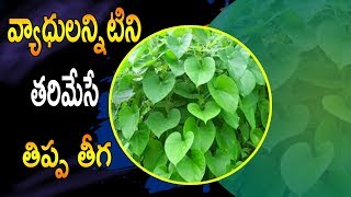 వ్యాధులన్నిటిని తరిమేసే తిప్ప తీగ  | Amazing Health Benefits of Tippa Teega