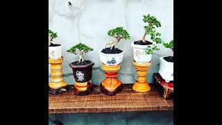 Inspirasi bonsai sancang mini | Bonsai Shito | Bonsai mame