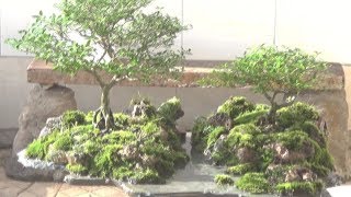 Paisagem Viva Serissas - Penjing