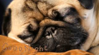 2 hours sleep music for all.. #pug #neo #music