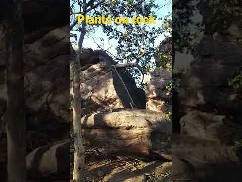 What do small plants need from the rocks?
