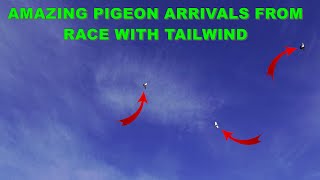 AMAZING PIGEON ARRIVALS FROM RACE WITH TAILWIND