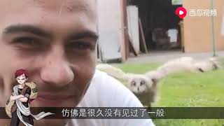 猫头鹰听到主人的呼唤，迈着小碎步就奔向主人，真是太可爱了！