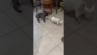 French Bulldog is determined to be friends with Grouchy Chihuahua #shorts #dog