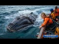 a rescue team successfully saved a humpback whale that had been injured by barnacles