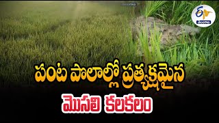 Crocodile Stir at Tripuraram | Nalgonda Dist | త్రిపురారం దేవుని మాన్యం భూముల్లో మొసలి కలకలం