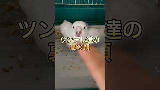 ツンデレインコの裏の顔#インコ #オカメインコ #オキナインコ #マメルリハ #parrot #cockatiel #monkparakeet #pacificparrotlet #shorts