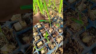 Right way of sugarcane nursery plantation #new #farming #sugarcanecultivar #sugarcanevariety #nature