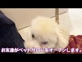 お洒落の秋〜 ★トイプードルのうめ吉くん（375日目 ★ umekichi diary of poodle dog