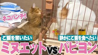 【ご飯の取り合い】子犬と子猫で餌奪い合い！？パピヨンとミヌエットの日常