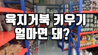 육지거북 키우는데 들어가는 총 비용은 얼마일까?