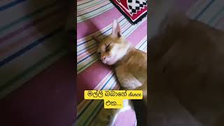 මල්ලී බබාගේ dance #cat#dance# funny#