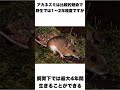 生き物の寿命の雑学 雑学 豆知識 shorts