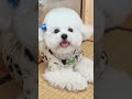 cúnyêu fyp dog cute petlovers shortvideo youtubeshorts funny