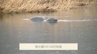 2018MAR/渡良瀬川桐生地区