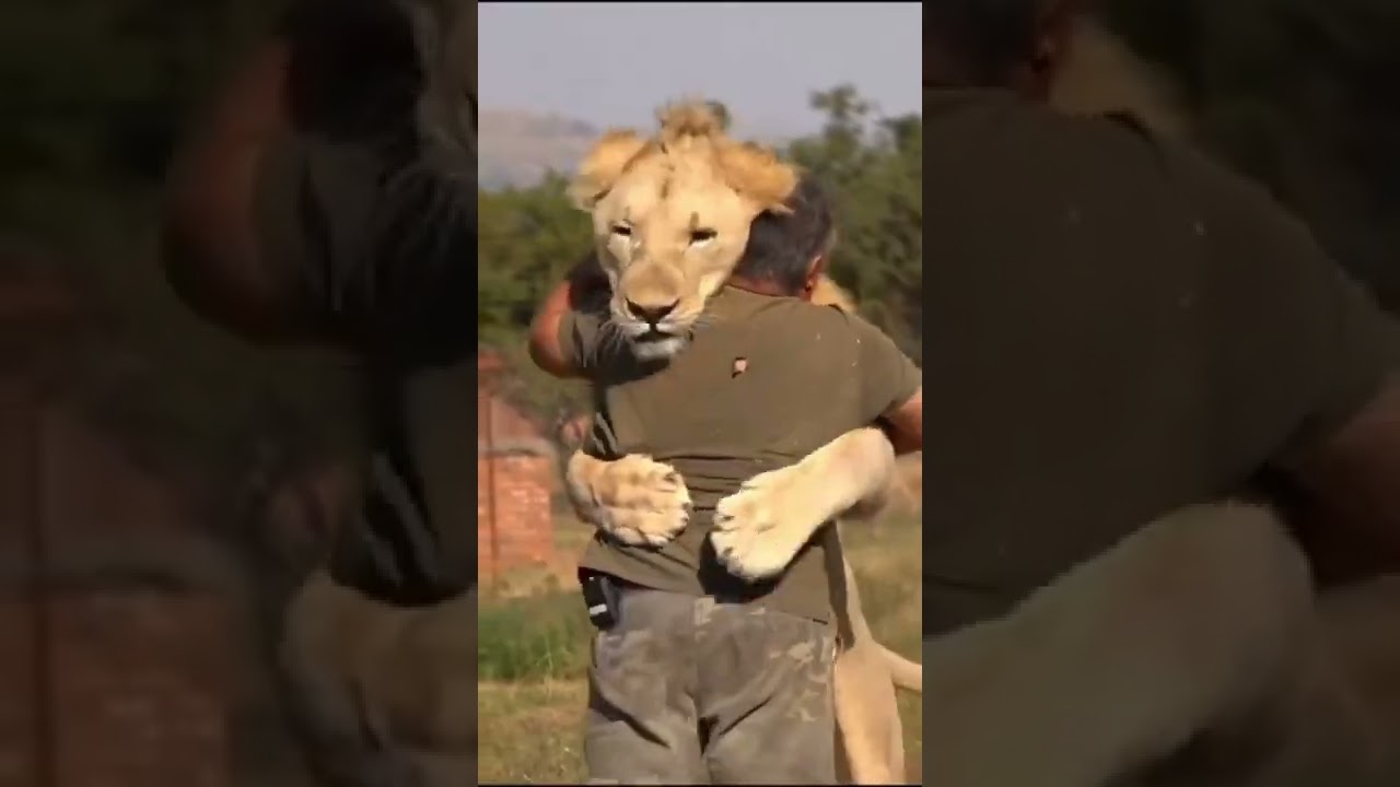 Lion Hug Youtube
