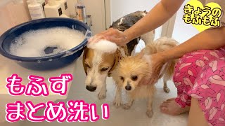 【多頭飼い】まとめてシャンプーしてみた【ビーグルさつきとポメ梵天】