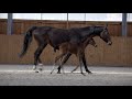 chaccolatte. hanoverian filly born 16.04.2020 by chacfly contendro i simply sm