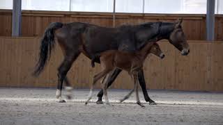 CHACCOLATTE. Hanoverian filly born 16.04.2020 by Chacfly - Contendro I - Simply SM