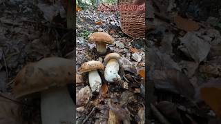 Boletus reticulatus/aestivalis #shorts #new #trending #foryou #nature #forest #wood #mushroom #pilze