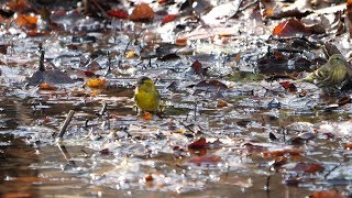 河口湖フィールドセンターのマヒワ（雄）の水浴び　その３（4K60P動画）