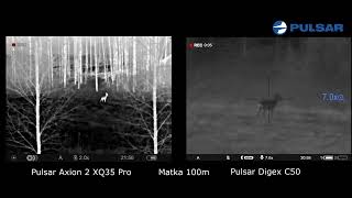 Kauris kuvattuna Pulsar Axion 2 XQ35 lämpökameralla ja Digex C50 yötähtäimellä