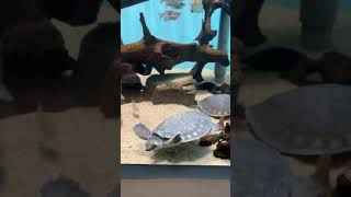 【ブサかわ】溺れそうなカメ🐢【名古屋港水族館】