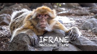 Ifrane National Park - Morocco