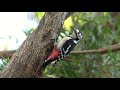 野鳥撮影・ 【野鳥動画】アカゲラ♀・朽木の解体ショー 4k