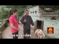 多彩贵州系列片（4）——苗山走出的名犬 【走遍中国20150719 】