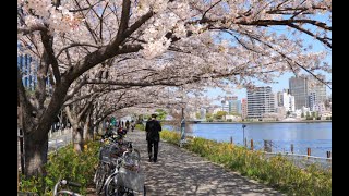 【内覧動画】アットイン茅場町2（1K・22.3㎡）／茅場町駅、徒歩7分。隅田川のほとり、緑のある暮らし【部屋探し】