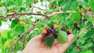 69.我家后院的植物 乌拉圭的春夏 吃桑葚的季节